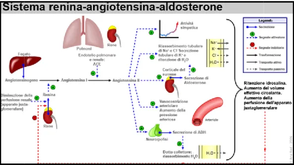 Figura 1.5: Sistema renin na-angiotensin na-aldosteronee 