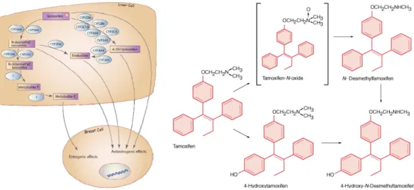 Figure 6.  Metabolism and metabolites of tamoxifen.   