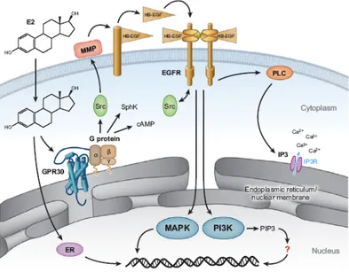 Figure  12.  Mechanisms  of  estrogen­mediated  signalling  through  GPR30.  Estrogen  is  freely  permeable gaining access to intracellular estrogen receptors, ER alpha and GPR30. 