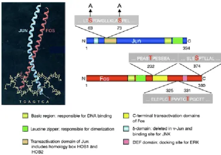 Figure 13.  The Jun­Fos heterodimer. The bZIP domains of Jun and Fos form an X­shaped a­helical  structure, which binds to the palindromic AP­1 site (TGAGTCA). The bZIP domain of Jun is shown in  blue  and  the  bZIP  domain  of  Fos  in  red.  The  DNA  b