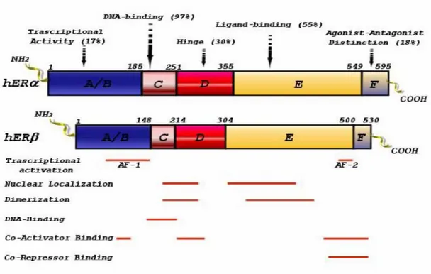 Fig. 1 : ERα and ERβ functional domains. 