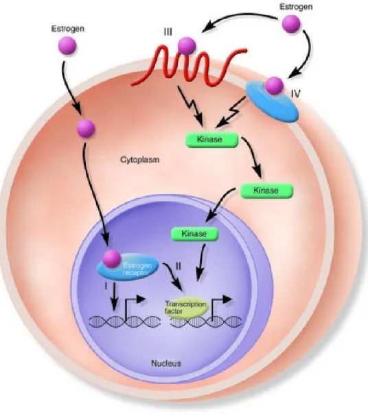 Fig. 2 :  Genomic (I and II) and nongenomic (III and IV) actions of estrogens 