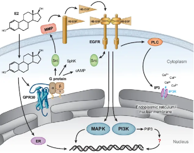 Fig. 3: Mechanisms of estrogen-mediated signalling through GPR30. Estrogen is freely  permeable gaining access to intracellular estrogen receptors, ER alpha and GPR30
