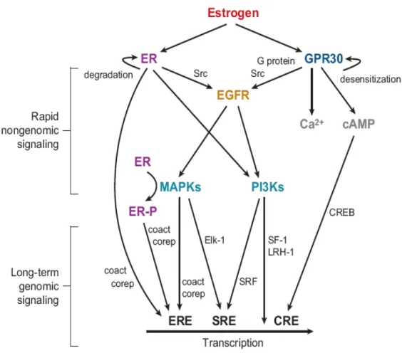 Fig. 6 :  Crosstalk between rapid and genomic signaling mediated by E2 through ERs and  GPR30