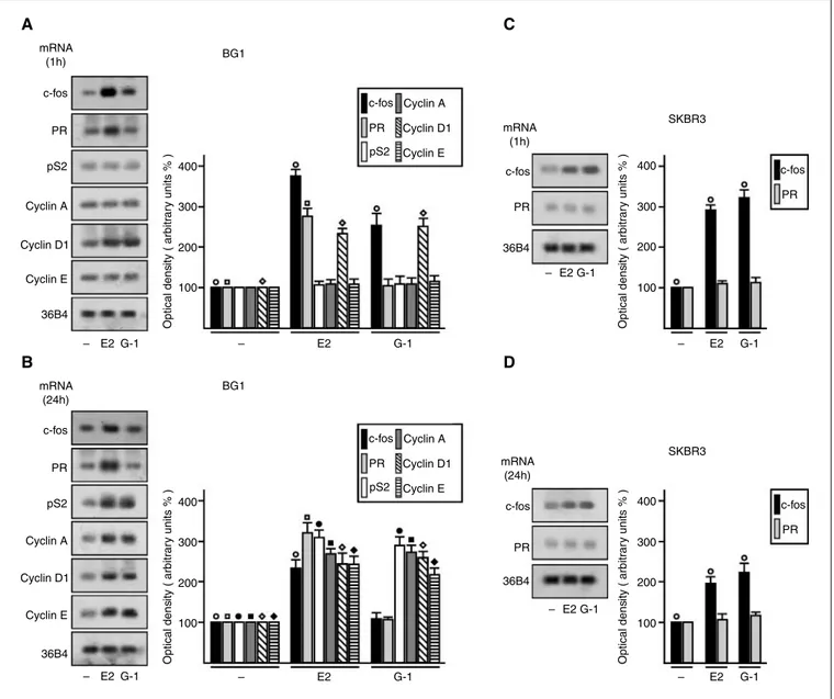 Figure 2. mRNA expression of estrogen target genes in BG-1 and SKBR3 cells. The expression of c-fos, PR, pS2, cyclin A, cyclin D1, and cyclin E was evaluated as indicated by semiquantitative RT-PCR in cells treated for 1 h (A and C) and 24 h (B and D) with