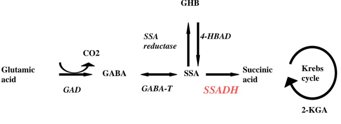 Fig 1. Metabolic GABA pathway (Blasi et al., 2002) 