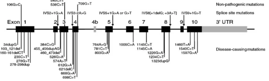 Fig. 6. Mutations and polymorphisms in SSADH gene (Akaboshi et al., 2003). 