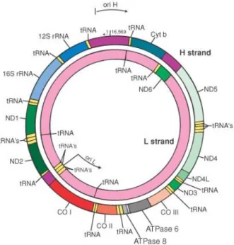 Fig.  2:  Human  mitochondrial  DNA.