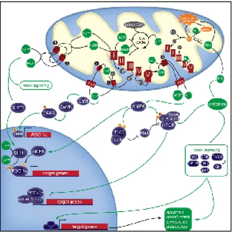 Fig. 4: Mammalian mitochondrial retrograde signaling pathways.  