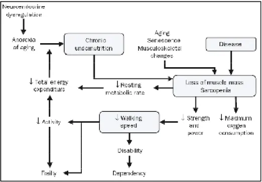 Fig.  6:  Frailty  Cycle.  This  cycle  combines  elements  such  age-related  musculoskeletal 