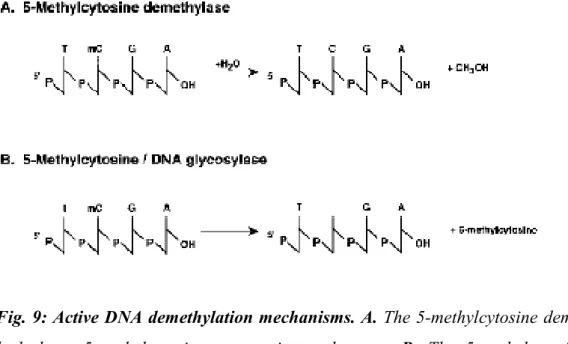 Fig. 9: Active DNA demethylation mechanisms. A. The 5-methylcytosine demethylase 