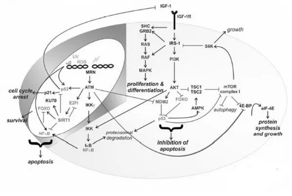 Figure  1:  Network  of  interaction  between  metabolism  and  stress  response  (from:  Niedernhofer and Robbins, 2008)