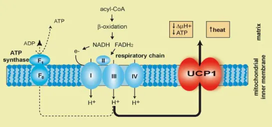 Figure 4: UCP1 location into inner mitochondrial membrane where is involved in heat  production by dissipating the proton gradient