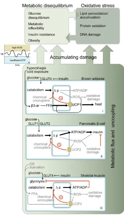 Figure 7: Different metabolic systems in which mitochondrial uncoupling may function  (from: Mookerjee et al., 2010)