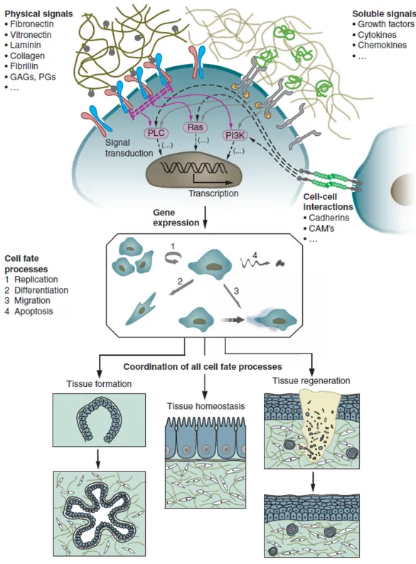 Figure 1.1 The behavior of individual cells and the dynamic state of multicellular 