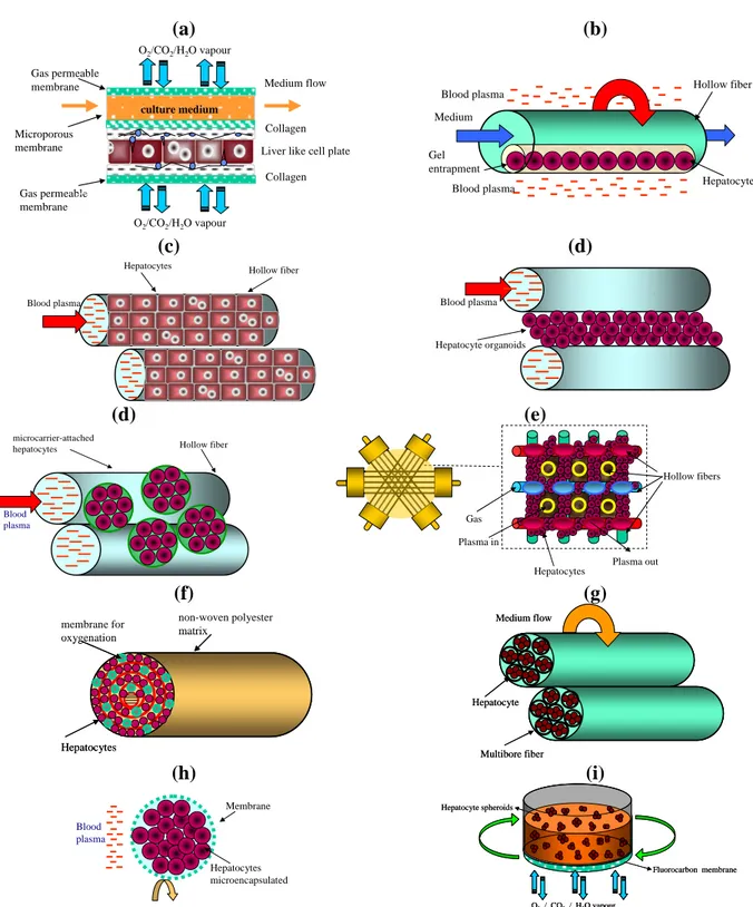 Figure 2.1 – Configuration of membrane bioreactors using hepatocytes cultured (a) between flat-sheet 