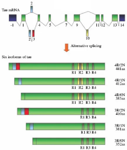 Figure  10    Schematic  representation  of  the  primary  transcript  and  the  six  human  tau  isoforms 