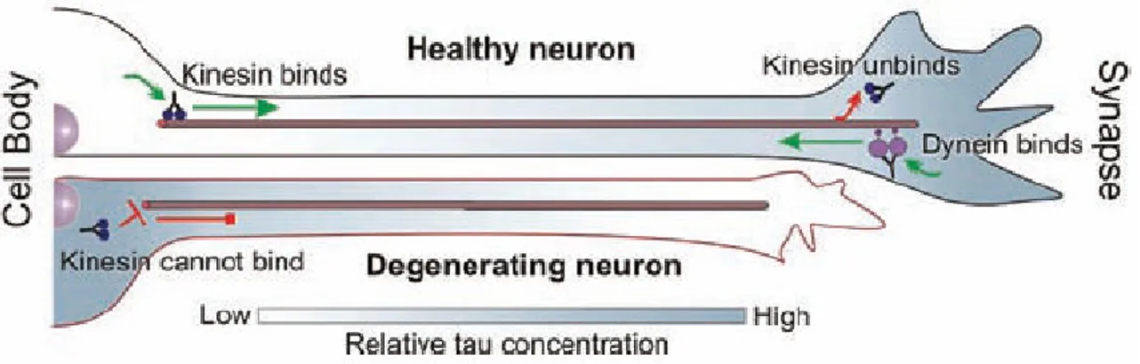 Figure 14  Model of the role of tau in the regulation of axonal transport 