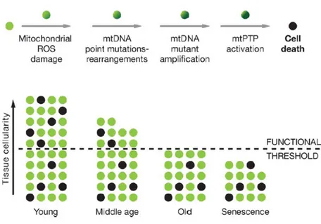 Figure 1. Mitochondrial and cellular model of aging 