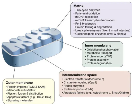 Figure 2. The mitochondrial sub-compartments and specialized functions 