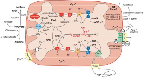 Figure 3. Mitochondrial functions 