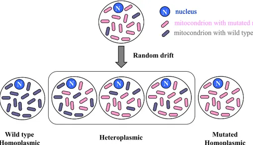 Figure 6. Schematic representation of homoplasmy and heteroplasmy 