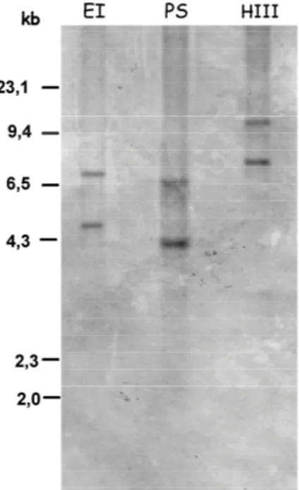 Fig.  4  Southern  analysis:  genomic  DNA  was  digested  with  EcoRI(EI),  Pst1(PS)  and  HindIII  (HIII) 