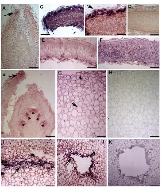 Fig. 6. Localisation of OeCHLP transcripts in various organs of olive by in situ hybridisation with dig-