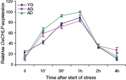 Fig. 7 OeCHLP expression analysed by qRT–PCR in leaves of olive (Olea europaea) exposed to cold 