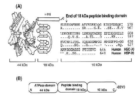 Figura 4 Struttura molecolare dell‟HSC70 e HSP70 umane (A) e caratterizzazione dei  singoli domini (B) (Kiang JG and Tsokos GC, 1998)