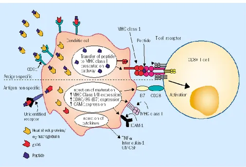 Figura  5  Effetti  delle  HSPs  sulle  cellule  dendritiche  (DC)  e  induzione  dell‟immunità  peptide-specifica