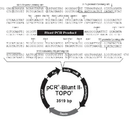 Figura  6  Mappa  del  vettore  pCR-Blunt  II-  TOPO  (Invitrogen).  In  alto  è  riportata  la  sequenza nucleotidica del vettore compresa tra i nucleotidi 201 e 476