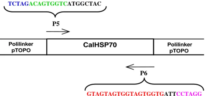 Figura 7  Strategia di sintesi del costrutto genico CalHSP70_3‟His. La PCR è stata condotta 