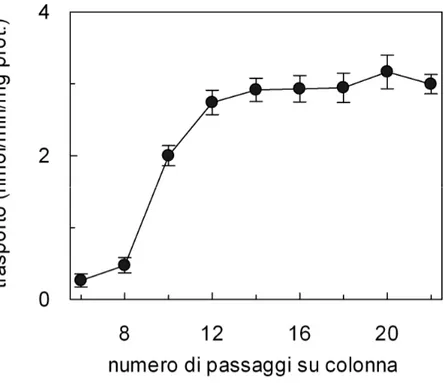 Fig.  3  Dipendenza  dell’efficienza  della  ricostituzione  del  trasportatore  per  la  glutammina/amminoacidi neutri dal numero di passaggi su colonna