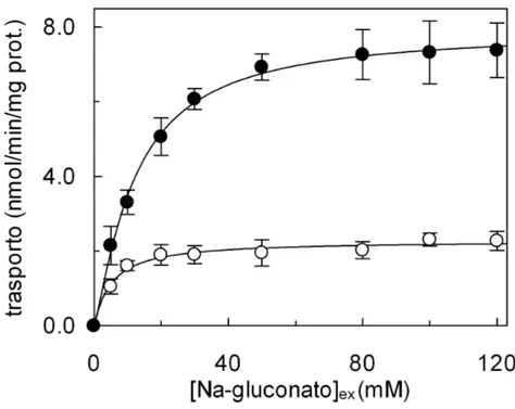 Fig. 6 Dipendenza del trasporto di glutammina dalla concentrazione extraliposomiale  di Na + 