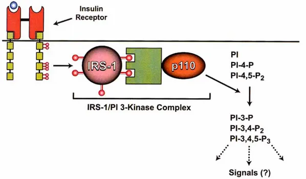 Fig. 6: Associazione della PI-3-chinasi con i residui tirosinici fosforilati di IRS-1 