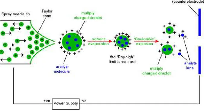 Figura 2.5. Rappresentazione schematica delle varie fasi del processo di ionizzazione elettrospray