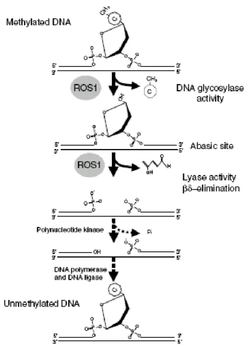 Figura 1 Meccanismo biochimico della de-metilazione del DNA operato da ROS1. L’attività DNA 