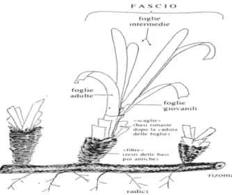 Fig. 4. Fascio di foglie di Posidonia oceanica in cui sono rappresentate le tre diverse 