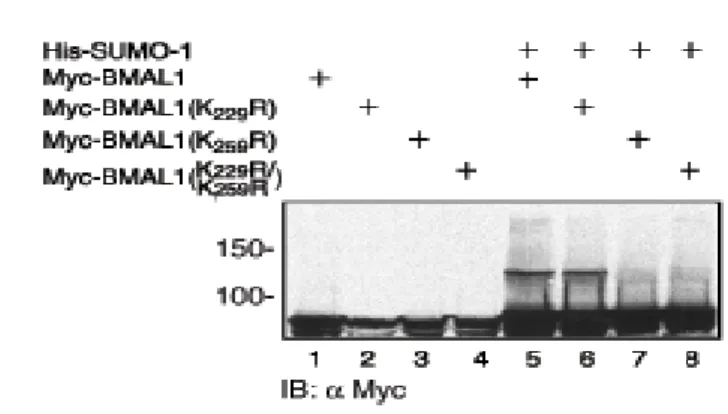 Fig. 1e: Gli estratti proteici delle cellule COS1, esprimenti le proteine His-SUMO1 