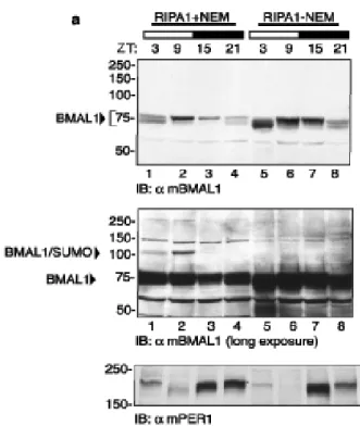 Fig. 2a:  Pannello superiore: Immunoblot con l’Ab anti-αmBMAL1 degli estratti 