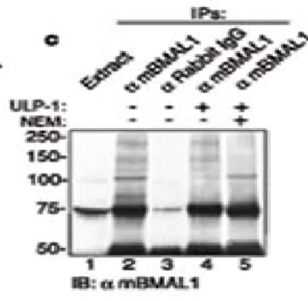 Fig. 2c: Gli immunocomplessi ottenuti come in (b) sono stati incubati con 2 unità di 