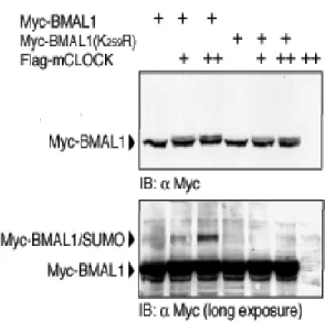Fig. 3a:  Pannello superiore: Le cellule COS-1 sono state trasfettate con vettori di 