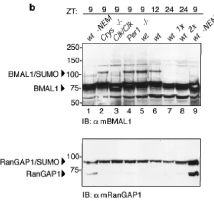 Fig. 3b:  Pannello superiore: Immunoblot degli estratti proteici totali di fegato 