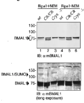 Fig. 3c:  Pannello superiore: Western blot degli estratti proteici di cellule MEF, 