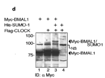 Fig. 3d: Western blot degli estratti proteici di cellule MEF Clk/Clk con l’Ab anti-