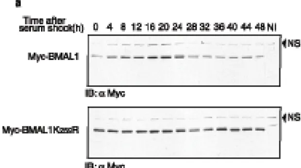 Fig. 4a: Immunoblot con l’Ab anti-αMyc dei lisati totali di cellule NIH3T3 infettate 