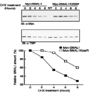 Fig. 4b: Le cellule NIH3T3 sono state trasfettate con uguali quantità di Flag-CLOCK 