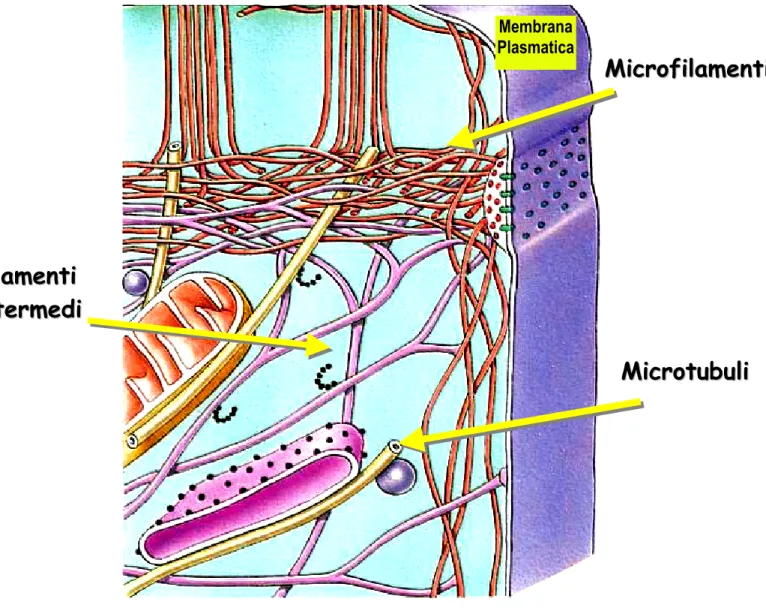 Fig. 2. Rappresentazione schematica della complessa rete tridimensionale citoscheletrica  comprendente strutture filamentose di natura proteica quali microtubuli, filamenti  intermedi e microfilamenti