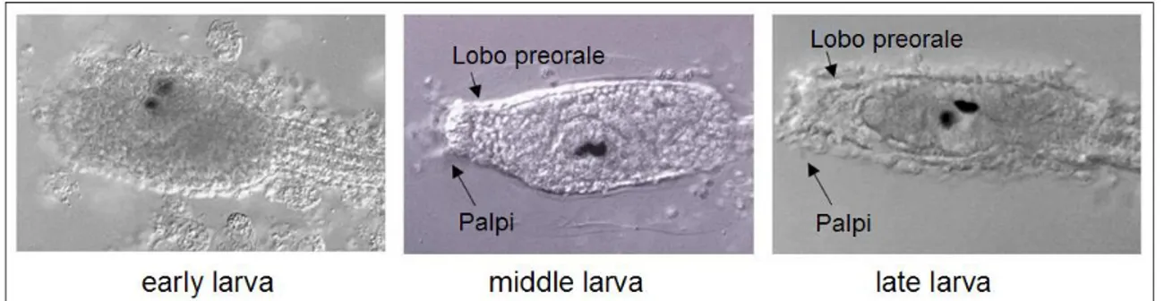 Figura 8. I tre stadi di sviluppo larvale dell’ascidia Ciona intestinalis (Adattata da: Chiba et al., 2004)